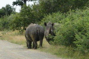 Witte neushoorn