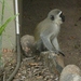 Vervet monkey