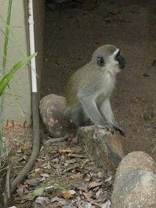 Vervet monkey