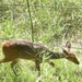 Bushbuck