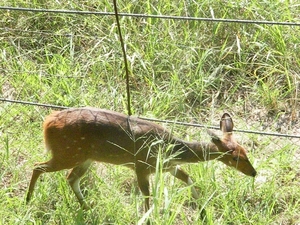 Bushbuck