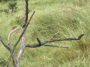 Zoek: De kop van een cheetah...