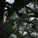 Blue waxbill