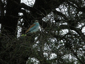 Blue waxbill