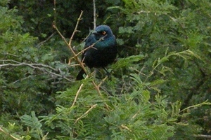 Cape glossy starling