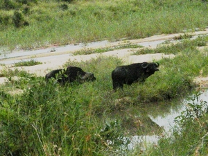 Afrikaanse buffels