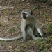 Vervet monkey