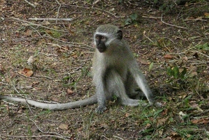 Vervet monkey