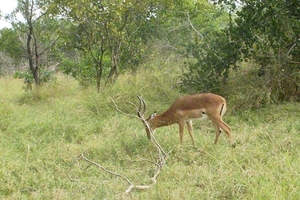 impala