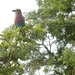 Lilac-breasted roller