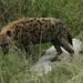 Gevlekte hyena