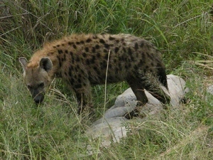 Gevlekte hyena