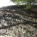 Inhaca-eiland; luchtwortels mangrove