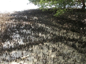 Inhaca-eiland; luchtwortels mangrove