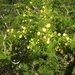 Acacia sp.