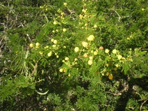 Acacia sp.