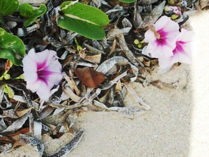 Deze (?) bedekt hele stukken strand