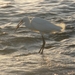 kleine witte reiger