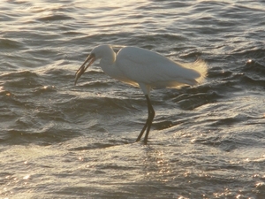 kleine witte reiger