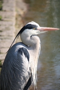 Reiger