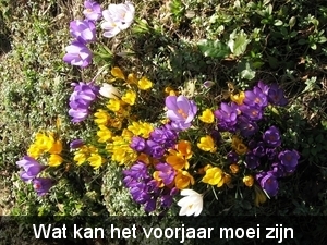 Krokus