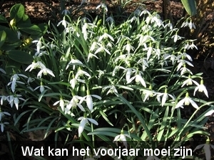 sneeuwklokjes