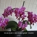 orchidee