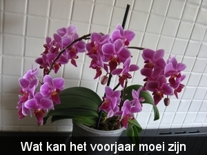 orchidee