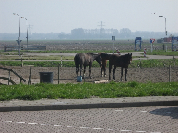 TEXEL  03-04-2009 -- PAARDEN OP DE WEIDE