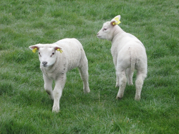 TEXEL  03-04-2009 --Texelse lammetjes