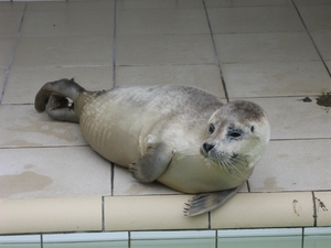 TEXEL  03-04-2009 -- Zeehonden opvang centrum