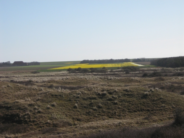 TEXEL  03-04-2009 -- Duinen in De Cocksdorp met bloembollen velde