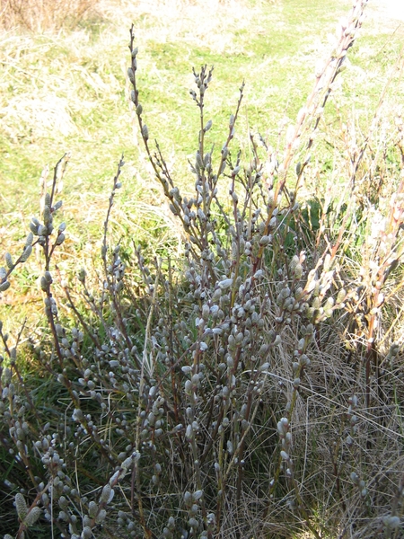 TEXEL  03-04-2009 -- Duinenstruik in De Cocksdorp