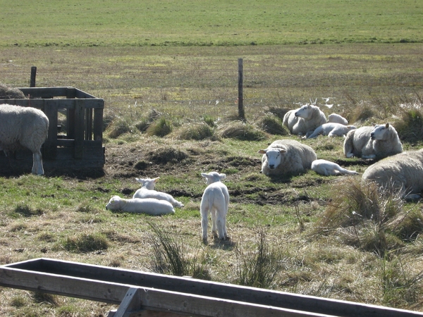 TEXEL  03-04-2009 -- kudde schapen in De Cocksdorp