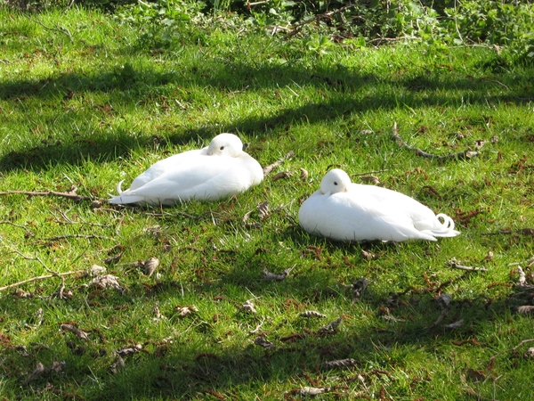 TEXEL  03-04-2009 -- Lekker genieten in de zon