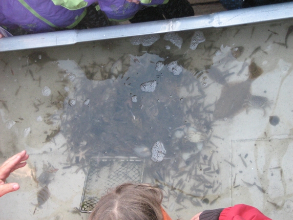 TEXEL  03-04-2009 -- Visvangst van 1/2u vissen op de Wadden
