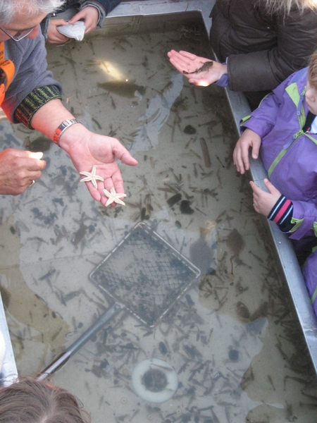 TEXEL  03-04-2009 -- Zeesterren gevangen op de Wadden