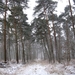 sneeuw 3 jan 021