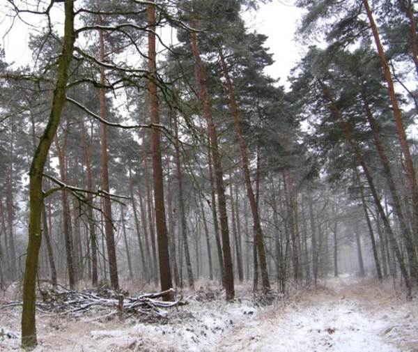 sneeuw 3 jan 062