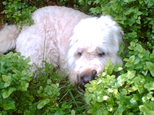 Roxanne in bosbessen