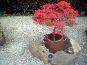 onze tuin
