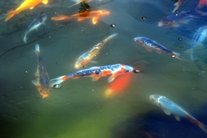 Koi.