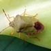 Een groene stinkwants op onze vetplant.