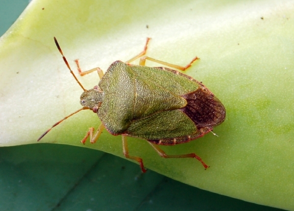 Een groene stinkwants op onze vetplant.