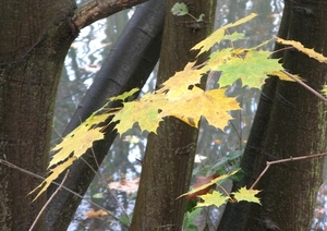 herfst 2009 antitankgracht 10