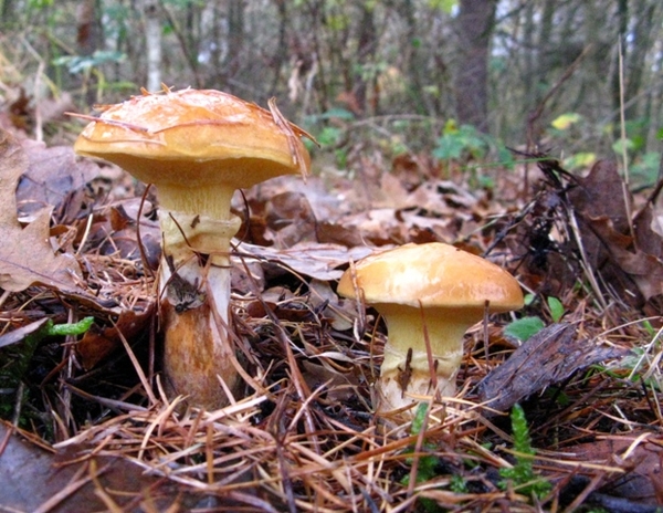 herfst 2009 antitankgracht 11