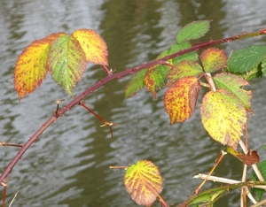 herfst 2009 antitankgracht 12