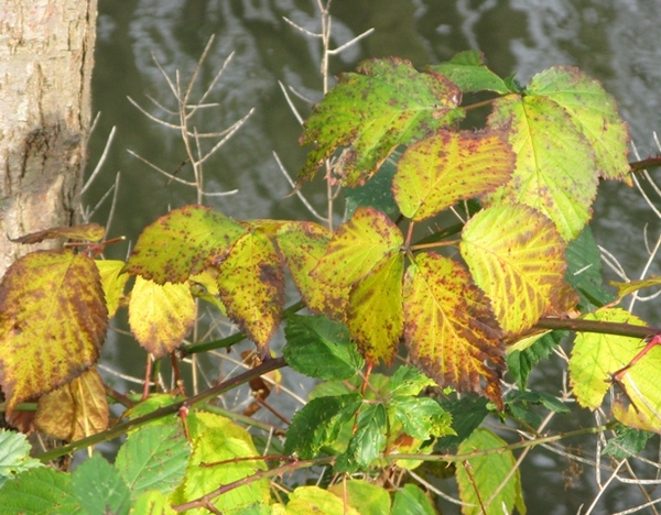 herfst 2009 antitankgracht 28