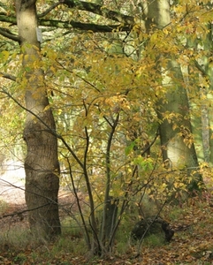 herfst 2009 antitankgracht 033