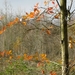 herfst 2009 antitankgracht 041